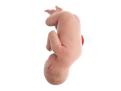 Fetus Anatomy Week 38 Static 3D model