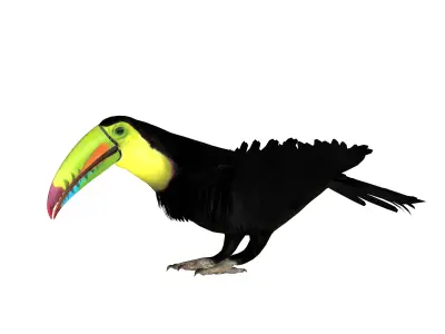 Toucan Bird Low-poly 3D model