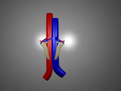 Human Kidneys 3D model