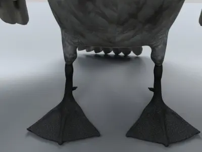 Swan Animation 3D model