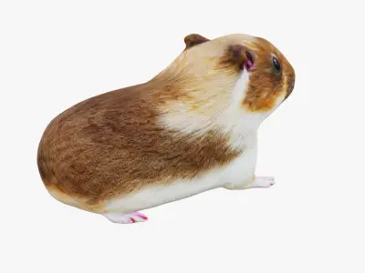 Guinea pig Free 3D model
