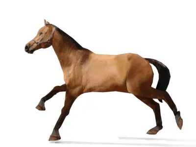 Horse 3D Model galloping Low-poly 3D model