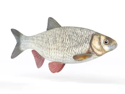 Ide Fish 3D model