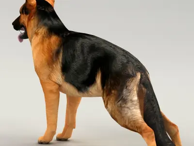 germanshepherd dog GSD  Low-poly 3D model