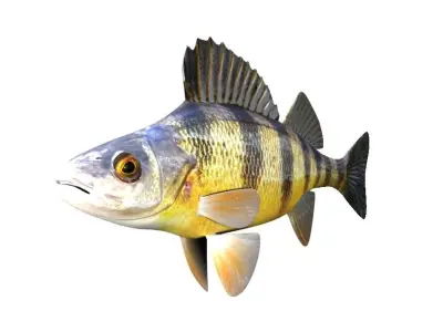 Yellow Perch Fish Perca Flavescens 3D model