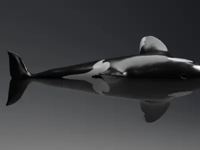 Killer Whale Model 17 Animations  Low-poly 3D model