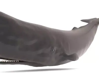 Sperm Whale Free low-poly 3D model