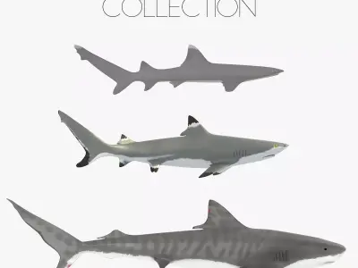 Sharks collection shark Low-poly 3D model