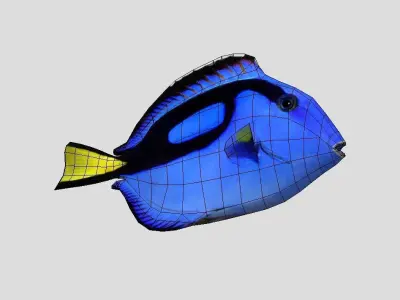 Blue Tang Realistic Animated Low-poly 3D model