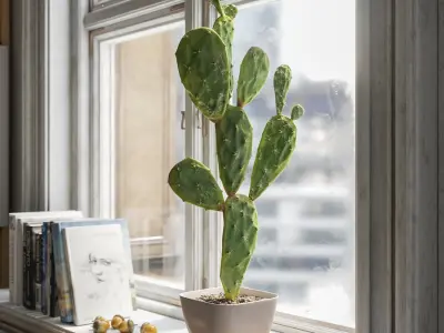  Watered Prickly Pear Cactus Potted Plant Model 