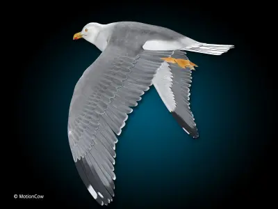 Seagull - Flight 3D model