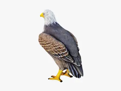 Eagle Free 3D model