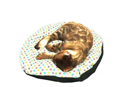 Bengal Kitten 3D model