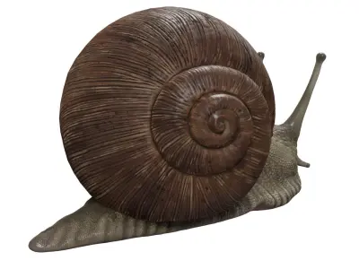 Snail 3D model