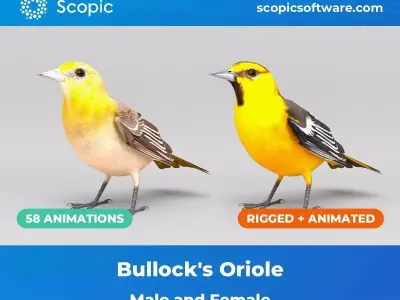 3D Bird Pack Bullocks Oriole Male and Female Low-poly 3D model