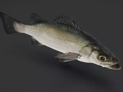 Realistic Blackfin Seabass Animated 3D model