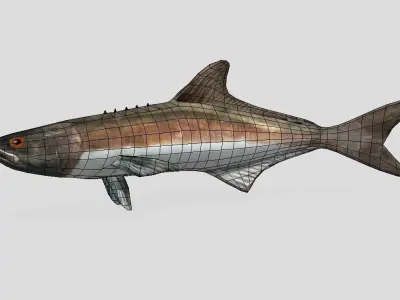 Cobia Realistic Animated Low-poly 3D model