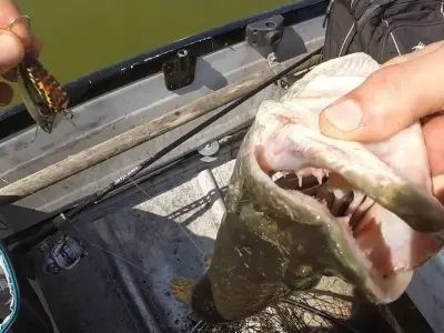 LIPLESS CRANKBAIT 2 INCH Free 3D print model