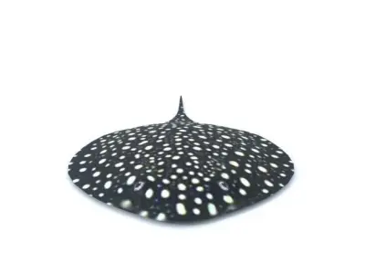 Stingray spotted Low-poly 3D model