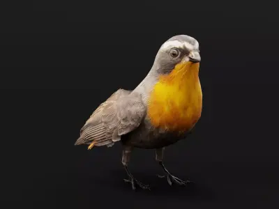 Cape Robin Chat Bird Low-poly 3D model