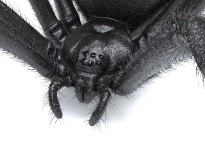 Black Widow Spider Low-poly 3D model