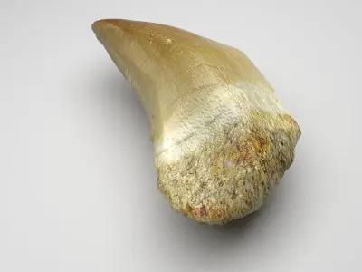 Mosasaurus Tooth 3D model
