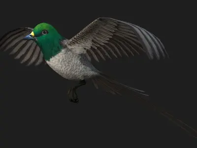 PheasantBird B8 3D model