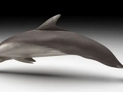 Dolphin Bottlenose 3D model