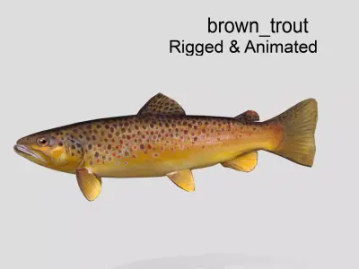 Brown Trout Realistic Animated Low-poly 3D model