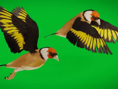 European Goldfinch Bird Low-poly 3D model