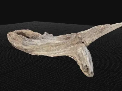 Dead Tree Root 3D Scan in highpoly 3D model
