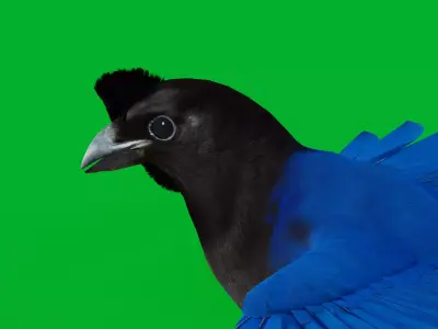 Azure Jay Bird Low-poly 3D model