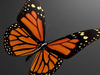 Butterfly model monarch - monarch Low-poly 3D model