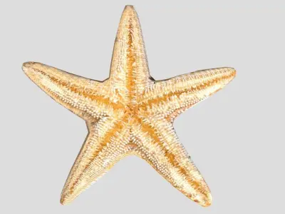 Starfish Realistic Animated Low-poly 3D model