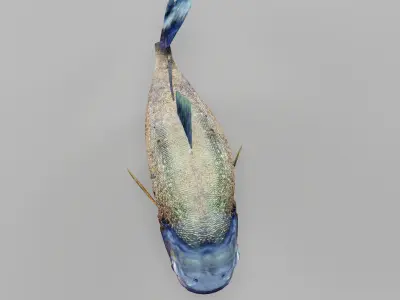 Piranha Fish 3D model