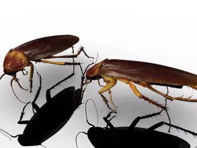 3D cockroach 3d model 3D model