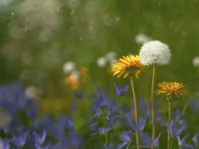 2020 XfrogPlants Flowers 1 Library  3D model