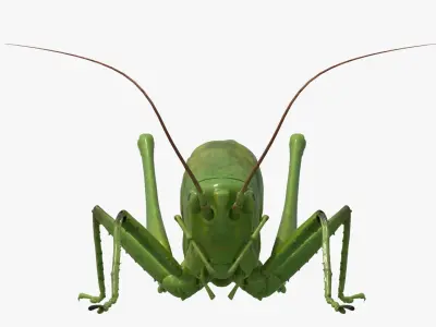 4K Katydid Low-poly 3D model