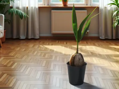 Potted Coconut Palm Seedling Plant with Pot Fur 3D model