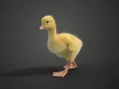 Little Goose Animation VFX Grace 3D model