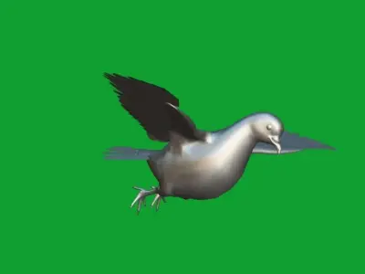 White-winged Dove Bird  Low-poly 3D model