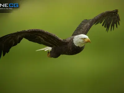 Bald and Golden Eagles v3 - Unity Low-poly 3D model