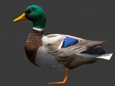 Animated Mallard Ducks Low-poly 3D model
