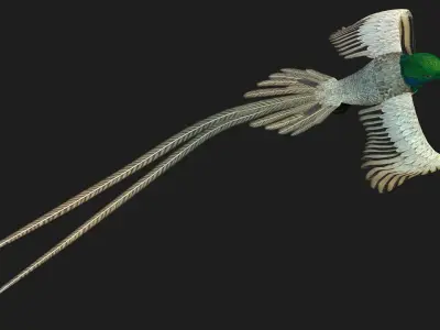 PheasantBird B3 3D model