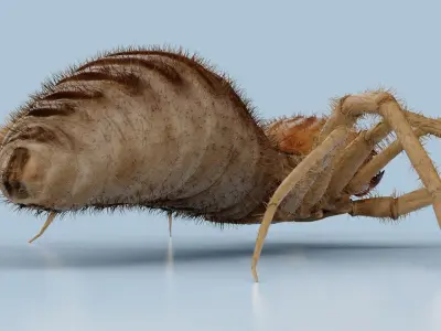Monstrous Solifugae Low-poly 3D model