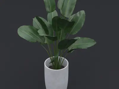 3D Bird Of Paradise II 3D model