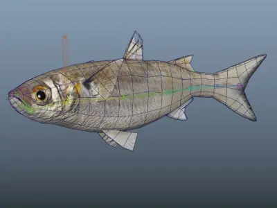White Mullet Low-poly 3D model