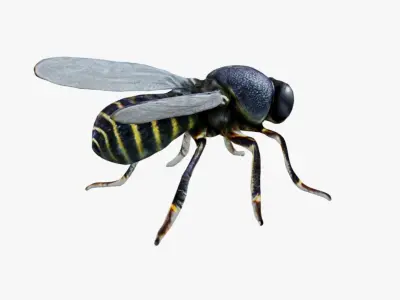 Fly Animal Free 3D model purchase