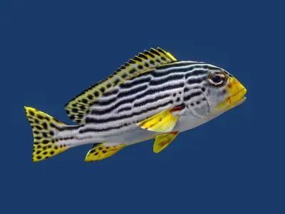 Sweetlips Schooling Fish Low-poly 3D model