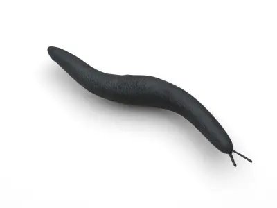 Flatworm 3D model